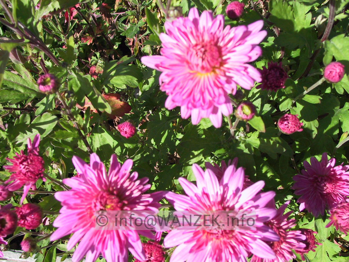 Chrysanthemum - dunkelrosa9 (unscharf).JPG